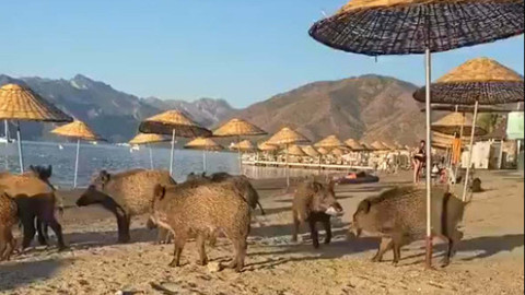 Domuzlar Sahile İndi: O Anlar Kameralarda