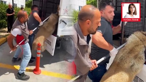 Arnavutköy Belediyesi’nin İşkence ile Aldığı Pera'ya Ulaşılamıyor