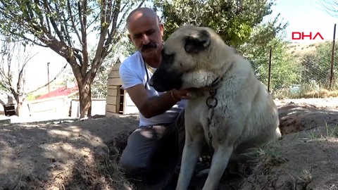 Yüksek Hava Sıcaklıkları Kangalları da Etkiledi