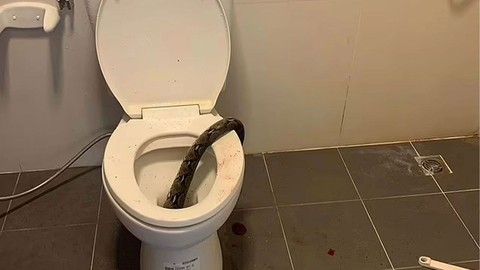 Artık Klozetinizi İki Kez Kontrol Edin: Tuvaletini Yapan Adamı Dev Piton Soktu