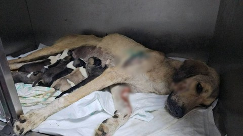 Otomobilin Çarpıp Metrelerce Sürüklediği Köpek Doğum Yaptı, Yavrularından Biri Öldü