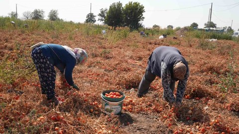 Domatesi Tarlada Kalan Çiftçi, İhtiyaç Sahiplerine Bağışladı