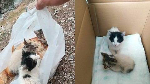 Böyle Vicdansızlık Görülmedi! Kedileri Poşete Koyup...