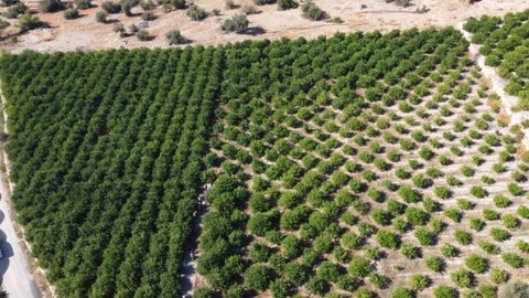 Mersin'de Erkenci Hasat Başladı! 1 Milyon Ton Ürün Hasadı Bekleniyor