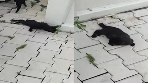 Yaralı Halde Bulunan Kedinin Tüfekle Vurulduğu Ortaya Çıktı