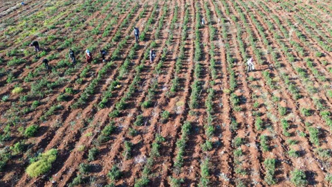 Hatay'da Susuz Hasat Başladı: Bir Damla Su Gerekmiyor Masrafsız Rekor Verimi Var
