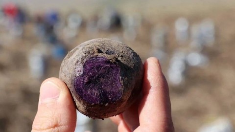 İlk Kez Ekilen Mor Şifanın Hasadı Başladı: Çiftçiler Tek Tek Topraktan Çıkardı, Çuval Çuval Sattı
