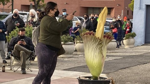 Ceset Çiçeği Olarak Biliniyor: 10 Yılda Bir Açıyor, Çürük Et Gibi Kokuyor