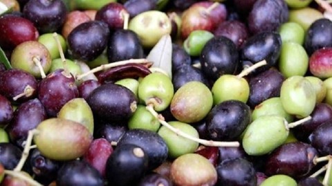 Yeşil Zeytin ile Siyah Zeytin Arasındaki Fark Ortaya Çıktı: Duyunca Hep Bu Zeytini Yiyeceksiniz