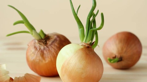 Soğanların Filizlenmesini Önlemenin En Basit Yolu! İçlerine Sadece 1 Tane Eklemek Yetiyor