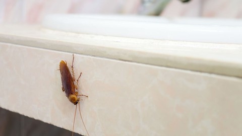 Kimse Bunu Bilmiyordu: Evinizdeki Bu Şeyler Hamam Böceklerine Davetiye Çıkarıyor!
