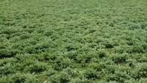 Urla'da Coğrafi Tescilli Hasat Gecikti! Tüm Türkiye Almak İçin Sıraya Girdi, Mutfakların Vazgeçilmezi