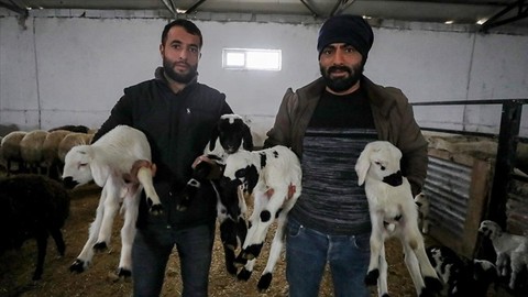 Devlet Desteği ile Çiftlik Kurdu: Şimdi 1500 Küçükbaş Hayvanları Var