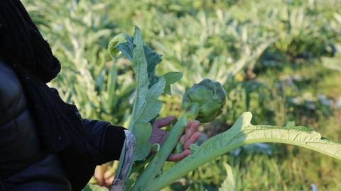 Aydınlıları Sevindirecek Gelişme, Coğrafi İşaret Tescili Aldı