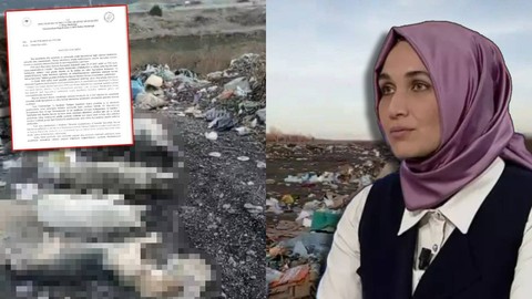 Onlarca Köpeğin Ölüsü Bulundu, Afyonkarahisar'da Korkunç Görüntüler