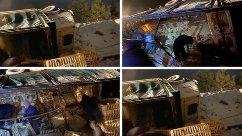 Erpiliç'in Tavuk Yüklü Kamyonu Devrildi: 3 Bin Tavuktan Yüzlercesi Can Verdi