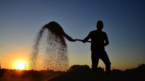Hesaplarınızı Kontrol Edin! Çiftçiye Destek Ödemeleri Başladı