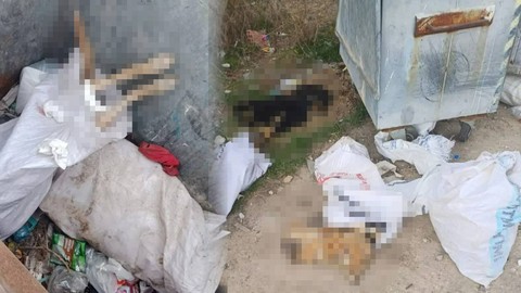 Katliamın Adresi Bu Kez Kırklareli! Görüntüler Vicdanları Yaraladı