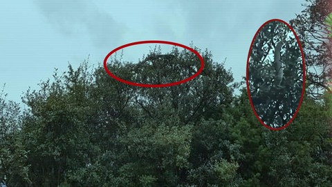 Bir Anda Ortaya Çıktı, Kimse İnanamadı! Tam 8 Metre Boyunda