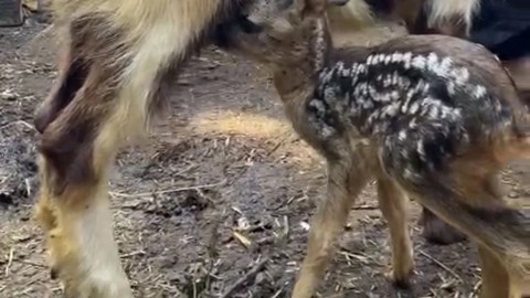 Ormanda Bulunmuştu, 2 Ay Sonra Doğaya Bırakıldı