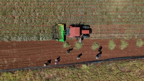 Tarlasına Bu Bitkiyi Eken Yaşadı! Masrafı Hiç Yok, Bir Damla Bile Su İstemiyor