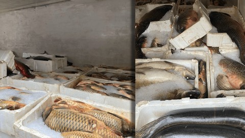 Kaçak Balık Avlayanlara Dev Ceza