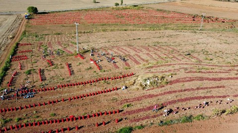 Adana’da Yüz Güldüren Hasat Başladı: Kilosu 18 Liraya Satılıyor! Kan Şekerini Düzenleyip Eklem Ağrılarını Bitiriyor
