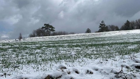 Kastamonu'da 12 Bin Yıllık Hasat! Kar Yağışı Umutları Artırdı, Rekor Olacak