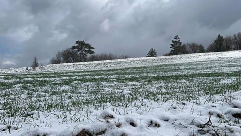 Kastamonu'da 12 Bin Yıllık Hasat! Kar Yağışı Umutları Artırdı, Rekor Olacak