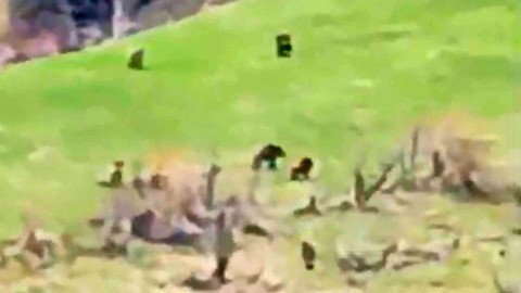 Kış Uykusundan Uyanan 8 Bozayı Bir Arada