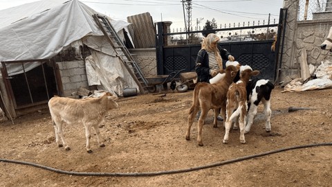 Bayramda Tam 14 İnek Çalındı, Yavrular Annesiz Kaldı