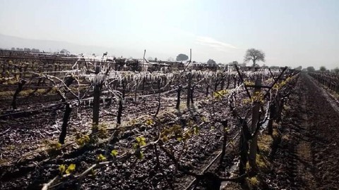 Yeni Yol’dan Manisa’daki Don Felaketiyle İlgili Bakan Yumaklı’ya 10 Soru