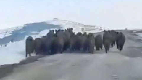 Sürü Halindeki Domuz Süresi Görüntülendi