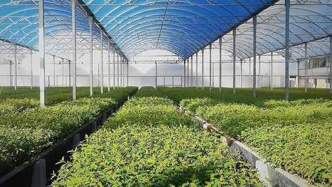 Antalya'nın Sera Devi İflasın Eşiğinde