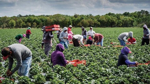 Çiftçilere Nefes Aldıracak Destek: Tamamen Ücretsiz Dağıtılacak! Sadece 5 Gün Kaldı