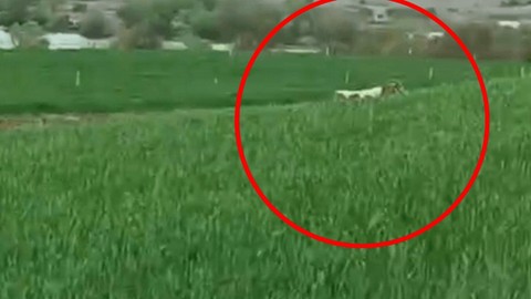 Diyarbakır'da Kaçan Dana 8 Aydır Yakalanamıyor