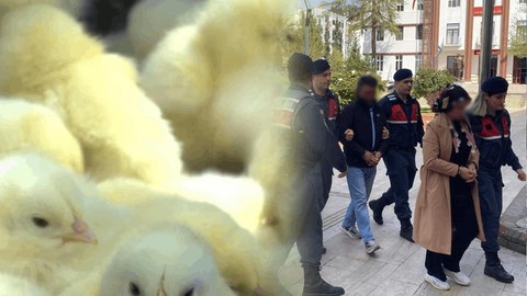 'Kaçak Civciv' Skandalında Yeni Gelişme! Valilikten Açıklama Geldi