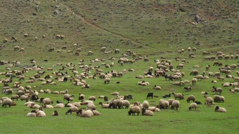 Karlar Eridi, Meralar Yeniden Hayvanlara Kaldı