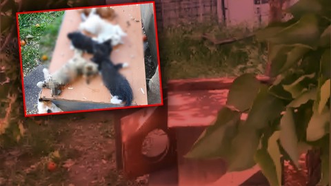 Bursa'da 8 Yavru Kediye Acımadılar, Kesici Aletle Öldürdüler