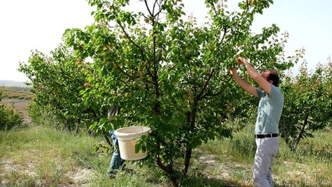Mersin Mut'ta Hasat Başladı! Çitçi Büyük Hayal Kırıklığına Uğradı Rekor Kayıp Oldu