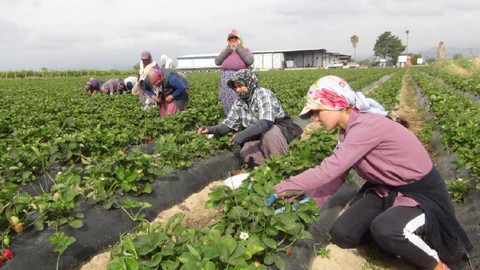 Tadıyla Büyülüyor, Havadan Gidiyor! Kırmızı Altın Yurt Dışına Açıldı: Kilosu 90 TL’den Alıcı Buluyor