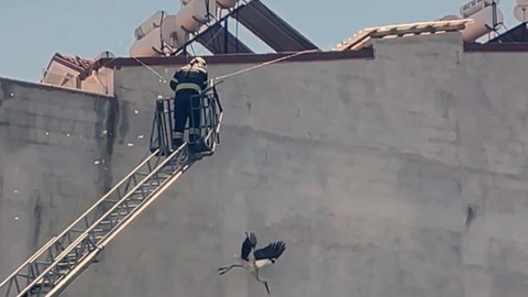 Kabloya Dolanan Leyleğin İmdadına İtfaiye Yetişti