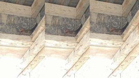Kumru Yuva Yapınca İnşaata Ara Verdiler