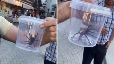 O Kentte Etçil Örümcek Alarmı: Vatandaş Şoke Oldu