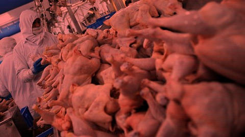 'Tavuk' Yine Zehir Saçtı: Samsun'da 188 İşçi Hastaneye Kaldırıldı