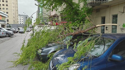 Otomobillerin Üzerine Ağaç Dalı Düştü