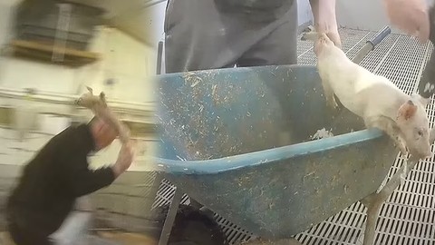 Çiftlik Değil İşkence Evi! Hayvanları Döverek Katlettiler
