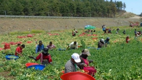Gaziantep'te Dev Hasat Başladı! Bereketiyle Çiftçinin Yüzü Gülüyor