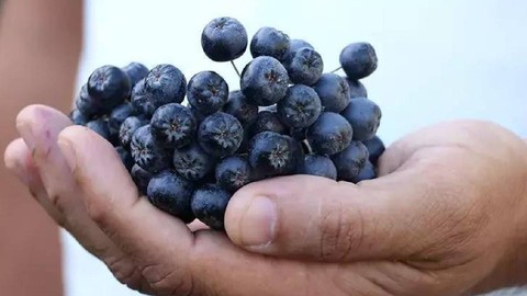 İstanbul’daki İşini Bırakıp Köye Yerleşti: Hasat Edip İnternetten Kilosunu 1000 TL’ye Satıyor