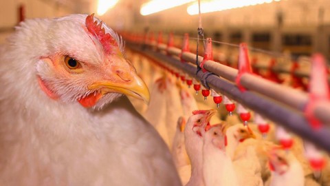 Dünyanın En Büyük Tavuk İhracatçısında Kuş Gribi Alarmı! Sektöre Büyük Darbe Vurdu